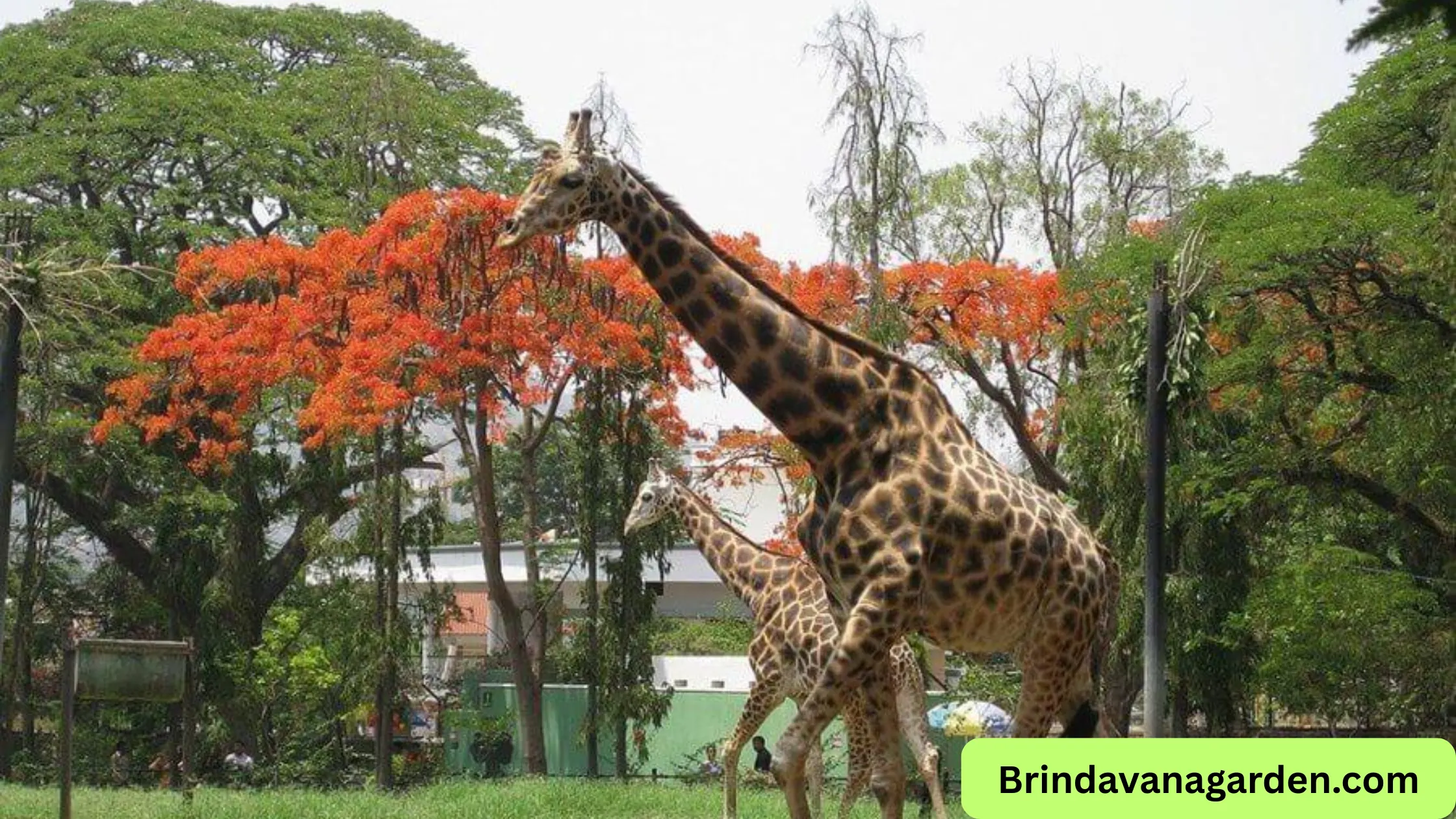 Mysore Zoo Tickets