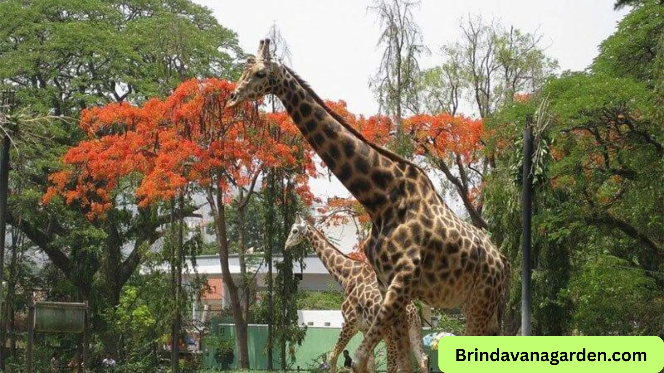 Is Mysore Zoo Open Today