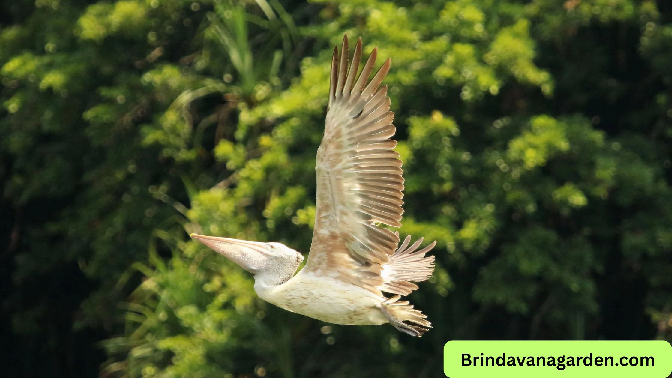 Ranganathittu Bird Sanctuary Timings