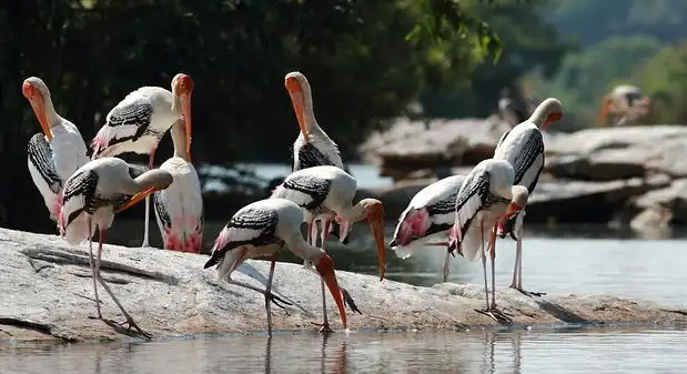 Ranganathittu Bird Sanctuary