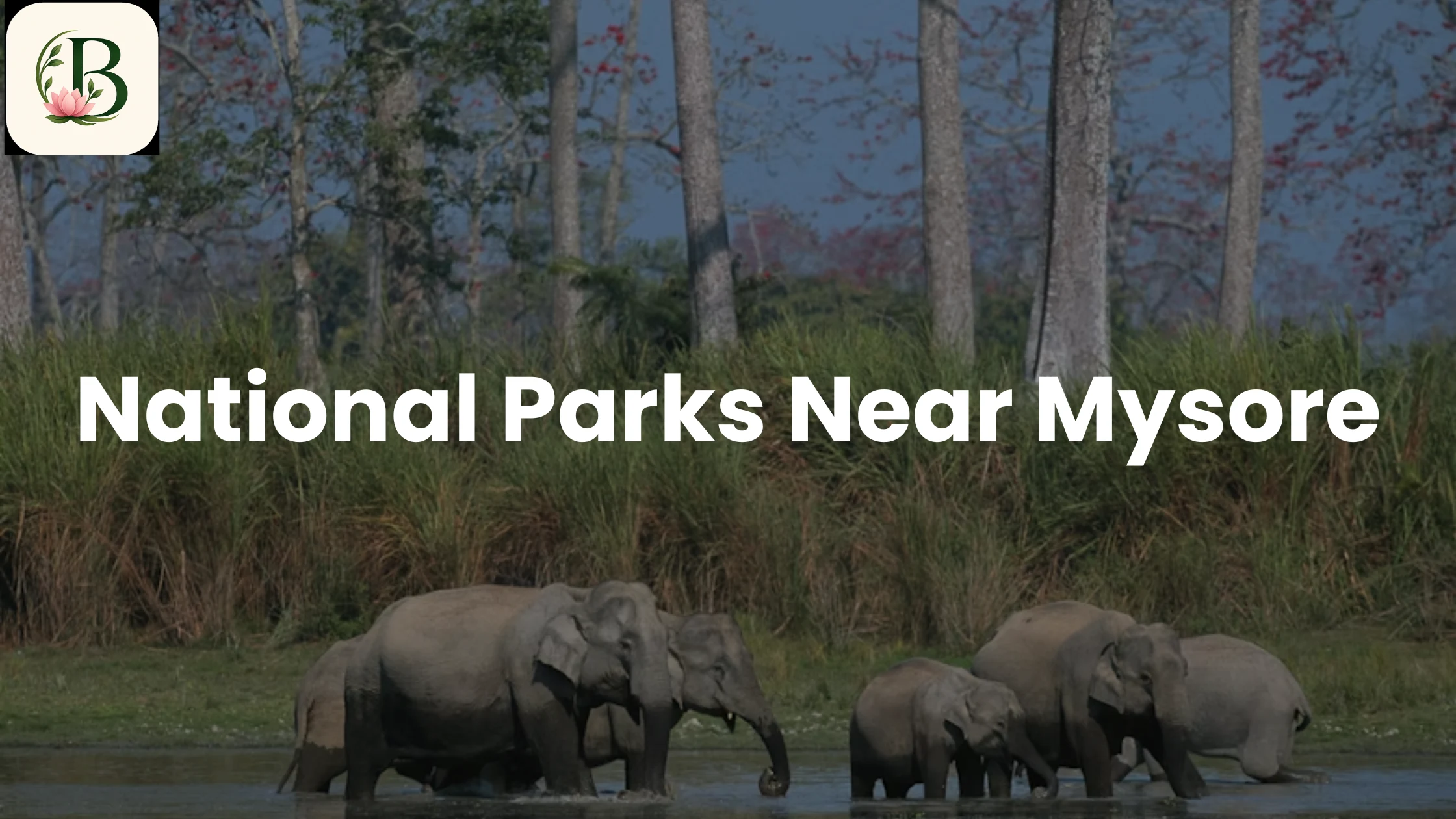 8 National Parks Near Mysore Worth Visiting in 2026