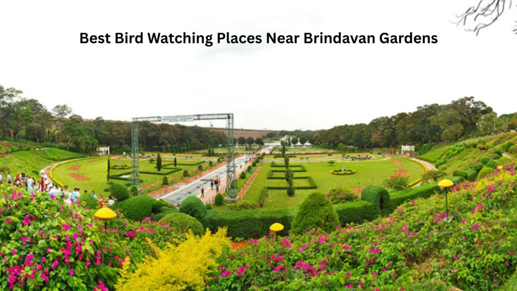 Best Bird Watching Places Near Brindavan Gardens