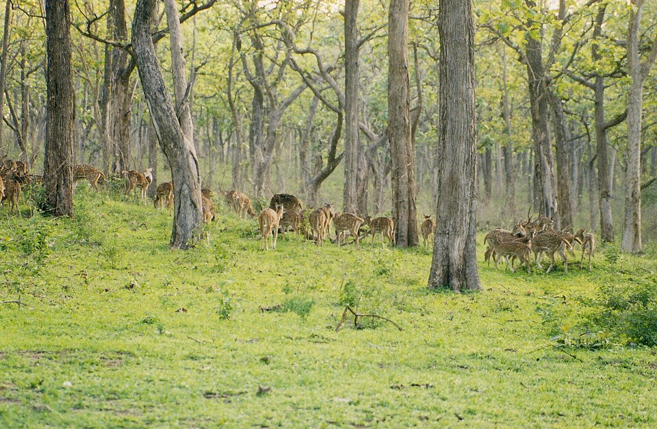 Photograph taken by self (Dineshkannambadi) at Bandipur National Park, Karnataka
